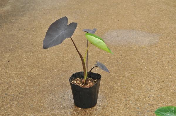 To 黒葉のタロイモ ブラックマジック 苗 耐寒性 宿根性 苗 売買されたオークション情報 Yahooの商品情報をアーカイブ公開 オークファン Aucfan Com