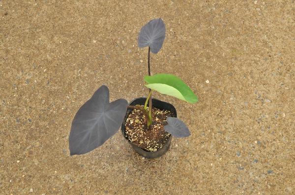 To 黒葉のタロイモ ブラックマジック 苗 耐寒性 宿根性 苗 売買されたオークション情報 Yahooの商品情報をアーカイブ公開 オークファン Aucfan Com