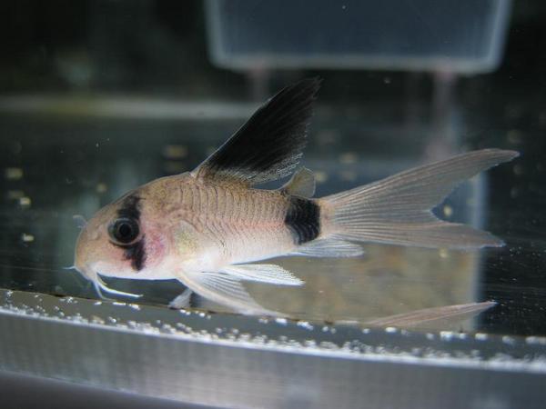 コリドラス パンダ ロングフィン 5匹 新入荷 コリドラス 売買されたオークション情報 Yahooの商品情報をアーカイブ公開 オークファン Aucfan Com