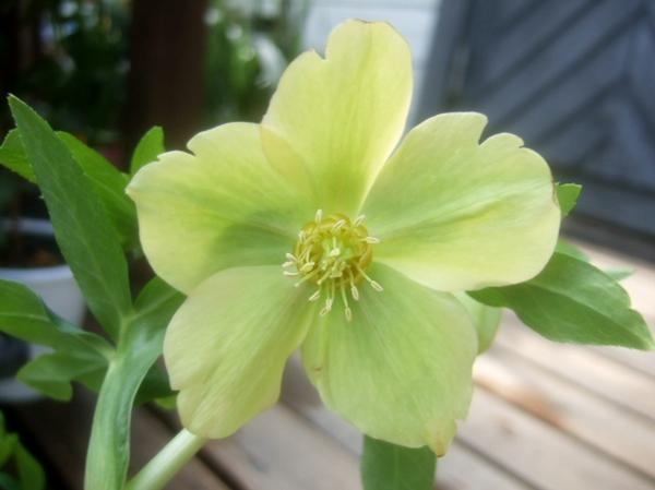 一重咲きクリスマスローズ シングルf 松浦園芸 開花株 その他 売買されたオークション情報 Yahooの商品情報をアーカイブ公開 オークファン Aucfan Com