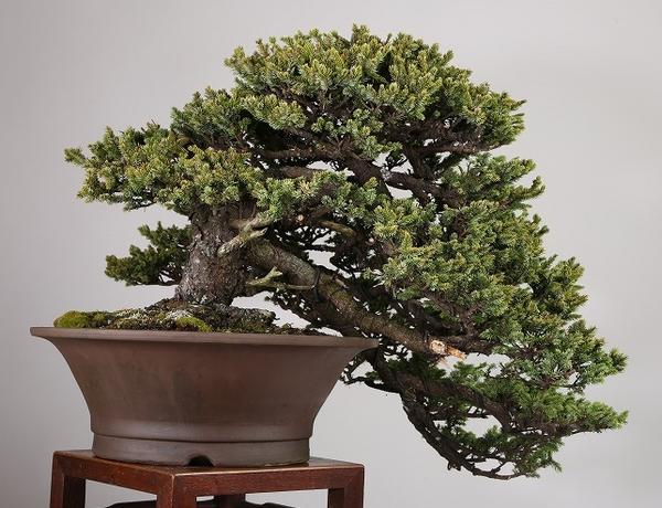 雨竹亭]上下60cm 蝦夷松 千歳丸 hpa692 盆栽/花物/松柏/雑木(松)｜売買 