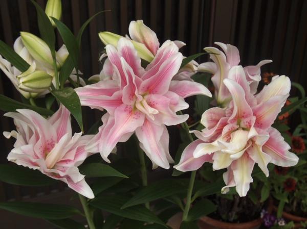 八重咲き大輪ユリ ローズリリー ベロニカ 3本立 バラ咲き ユリ 売買されたオークション情報 Yahooの商品情報をアーカイブ公開 オークファン Aucfan Com