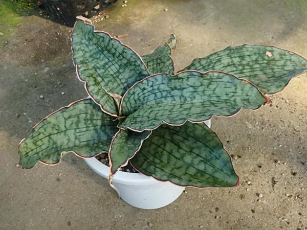 KN『開店祝い連荘』52　サンスベリア　‘‘シルバーブルー