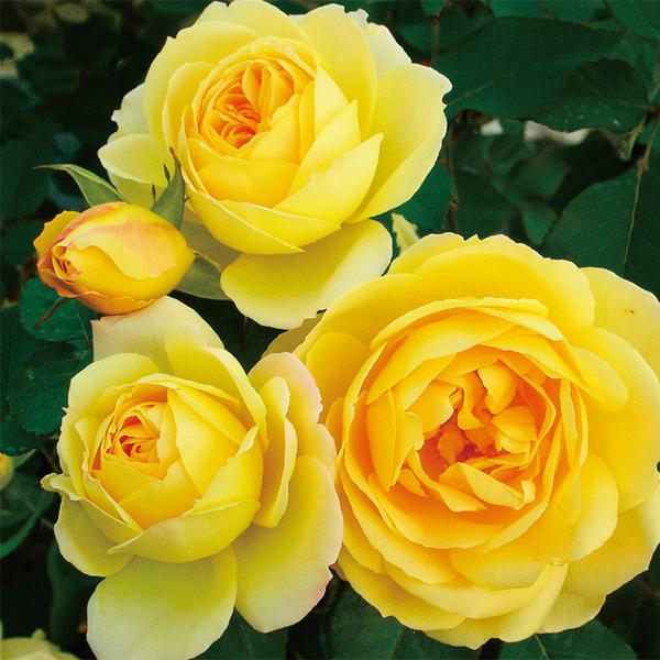 ★バラ苗★木立・四季★　カスクドール　金色の冠♪　大株H6-26