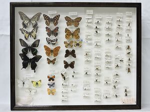 コムラサキ標本3匹セット Yahoo!オークション -「コムラサキ 標本」の落札相場・落札価格