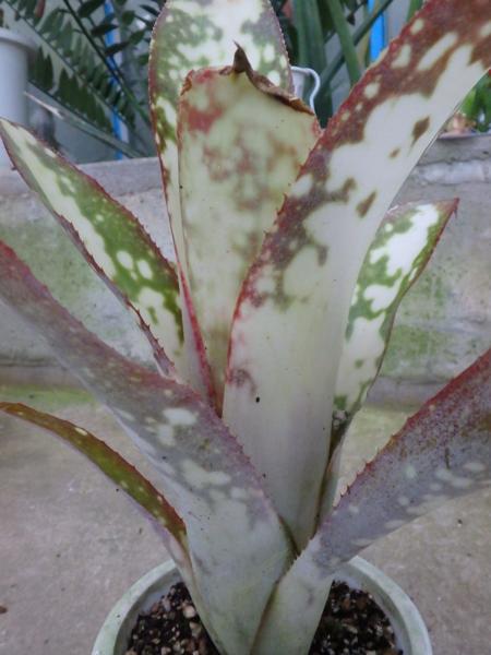 KN　ビルベルギア(ツツアナナス属）　‘マリポサ‘