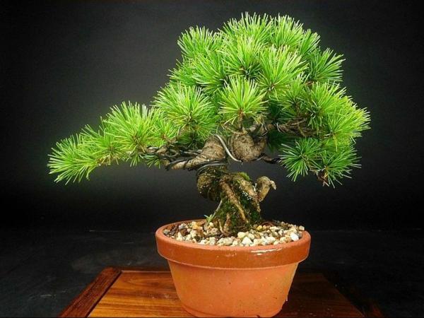 【盆栽 樂屋】◆赤石五葉　小品盆栽【好素材】◆