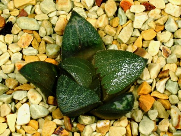 多肉植物　ハオルチア　実方コレクタ