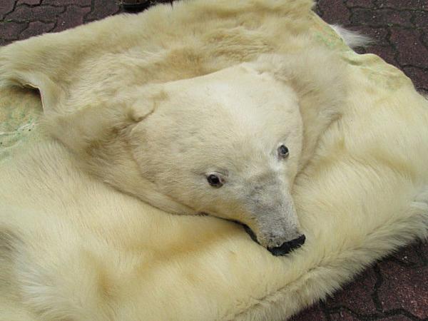 しろくま剥製毛皮ラグ 蒸らせ 