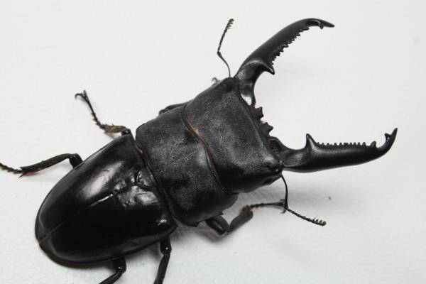 パラワン　極太　♂105.5ｍｍ ♀50.5ｍｍ ペア