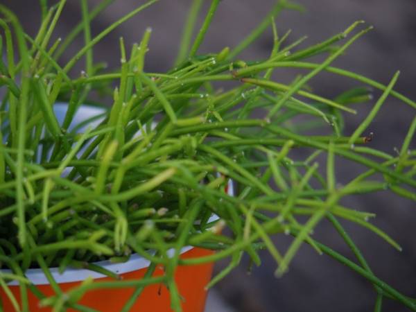 リプサリス カスッサ ４号 サボテン 売買されたオークション情報 Yahooの商品情報をアーカイブ公開 オークファン Aucfan Com