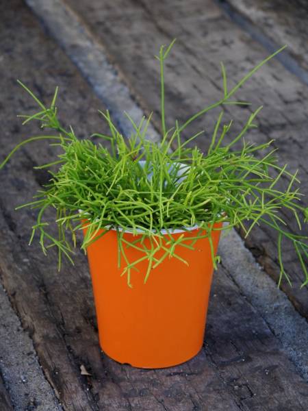 リプサリス カスッサ ４号 サボテン 売買されたオークション情報 Yahooの商品情報をアーカイブ公開 オークファン Aucfan Com