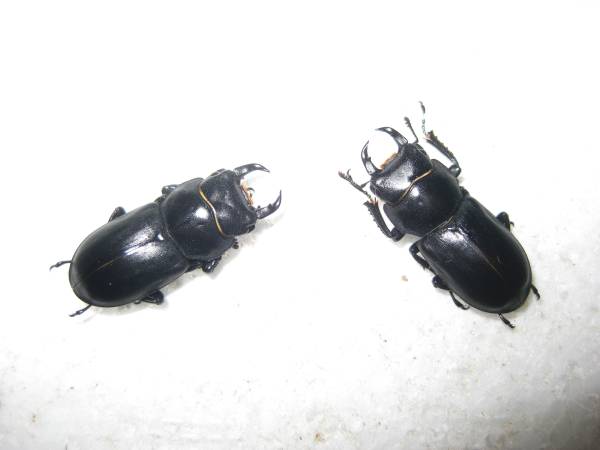 ダビディスコクワF4（２ペア）その１