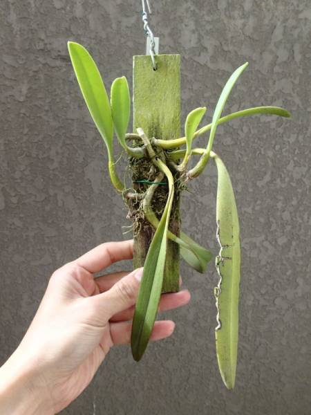 タイのクスクスラン B 観葉植物 園芸 原種 珍種 野生蘭の入札履歴 