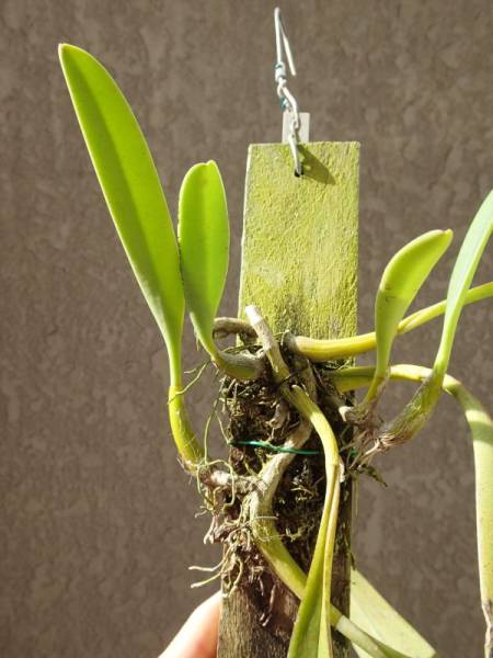 タイのクスクスラン B 観葉植物 園芸 原種 珍種 野生蘭の入札履歴 