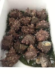 送料無料10800円山口県産！生さざえ50個（約5キロ）市場直送