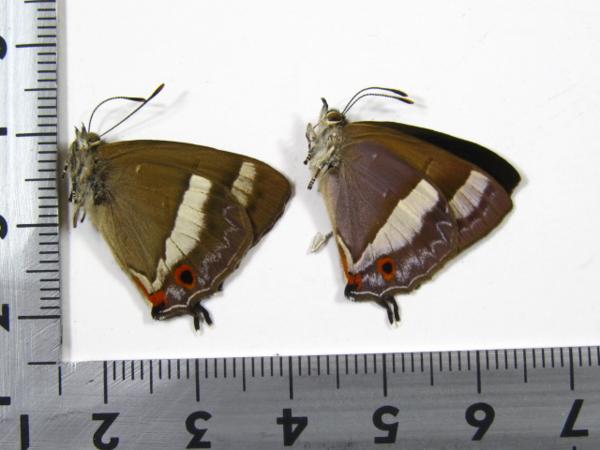 蝶・NO277　Austrozhypilus absolon 　A品1ペアー・西ジャワ