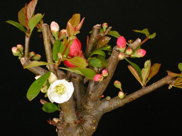 一起園芸 木瓜 ボケ 品種名 東洋錦 の咲分種 盆栽 売買されたオークション情報 Yahooの商品情報をアーカイブ公開 オークファン Aucfan Com