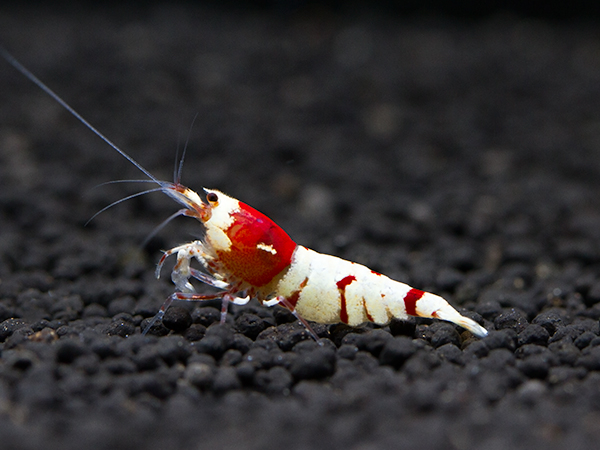 ホルスタインシュリンプ　純血　若♀即戦力個体　Ｒｅｄ　ペア