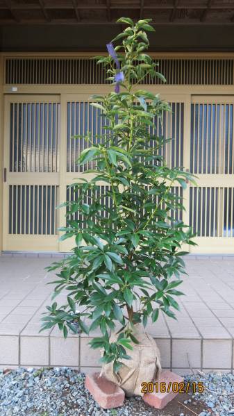 イリシウム　イリシューム　西洋シキミ　②