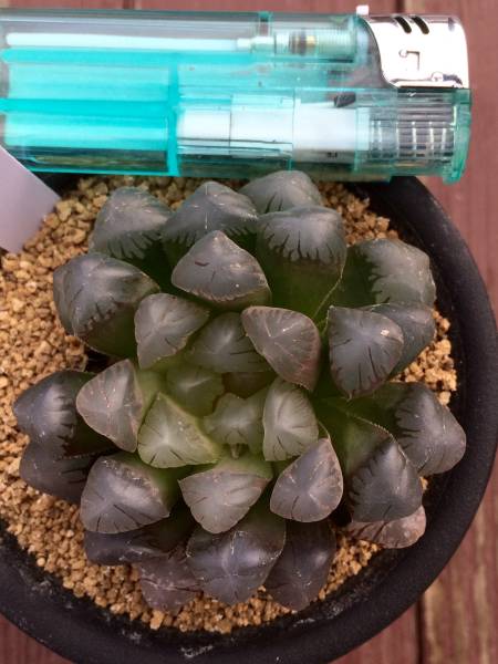 ハオルチア ドドソン紫オブツーサ 多肉植物 紫オブツーサ OB-1
