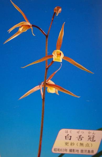 寒蘭　　銘品　　白舌冠（　更紗無点花）　　16ｆ55