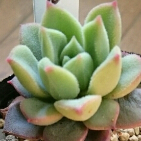 多肉植物☆エケベリア☆パルチェラ_1