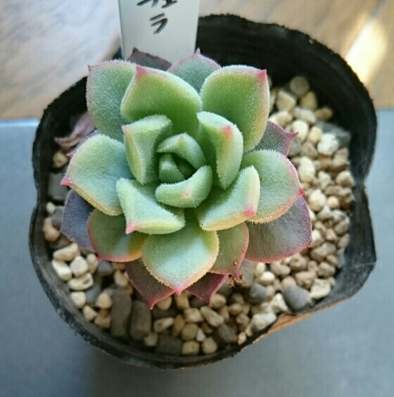 多肉植物☆エケベリア☆パルチェラ_2