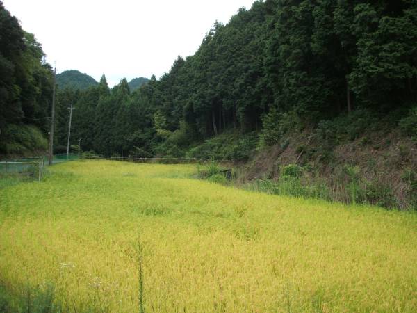 【湧き水栽培】　奈良の農家直送　無農薬玄米ひとめぼれ 10㎏