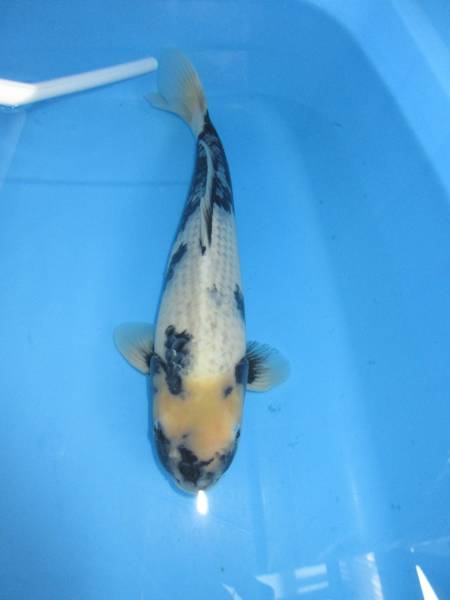 ２６２、(有)一鯉　細海産影白写り　２才　４０㎝　メス７０％