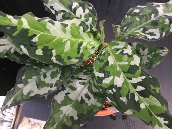 アグラオネマ アンダマン (アンダマン諸島 ポートブレア)