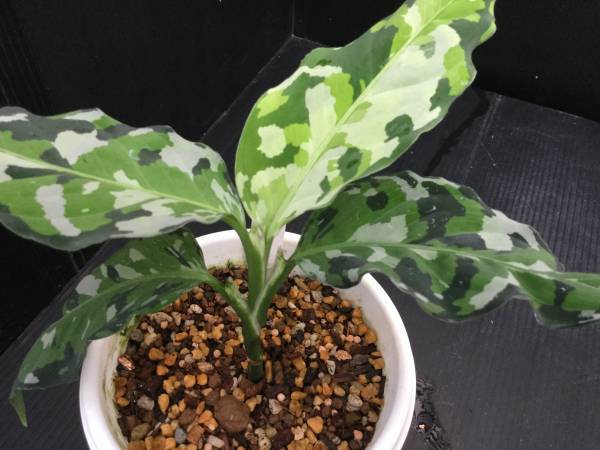 アグラオネマ アンダマン (アンダマン諸島 ポートブレア)