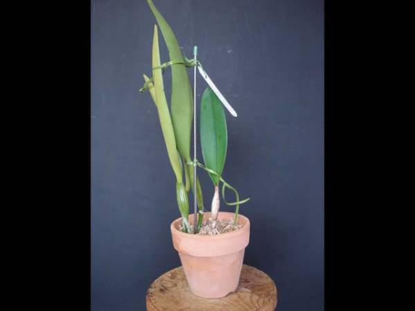 洋蘭原種 C. warscewiczii coerulea 'La Floresta'