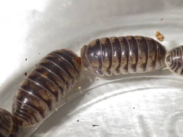 【宮古諸島】ダンゴムシの一種( カガホソ ??) 20匹(＋5匹)