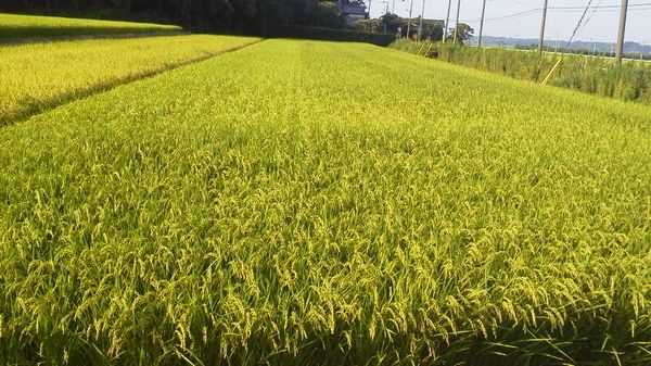 平成27年 茨城県産 コシヒカリ 玄米30㎏