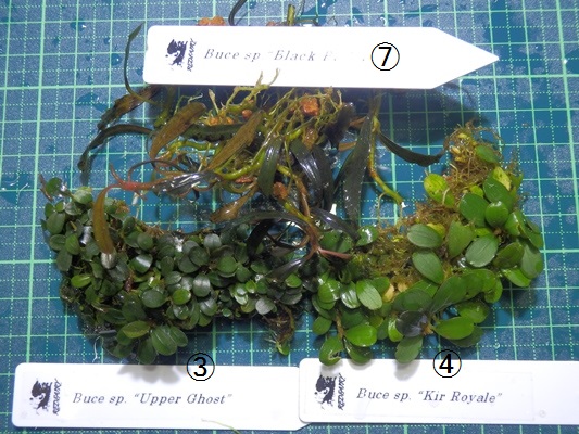 ◇ブセファランドラ　Bucephalandra sp 3種セット №9◇