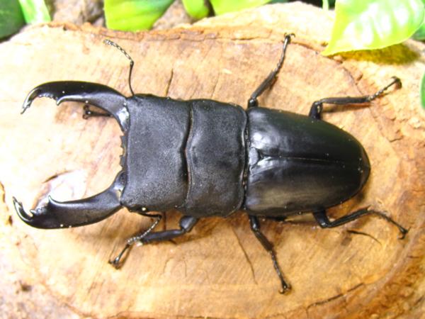 NO2 成虫・　スラウェシオオヒラタクワガタ♂96ミリ♀39ミリ