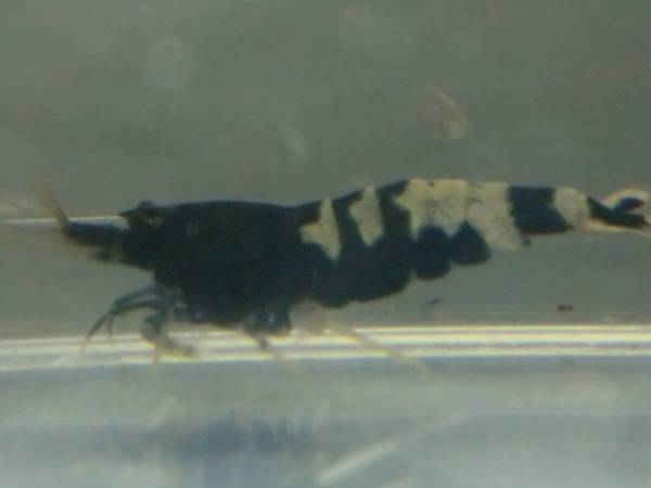 ＊AASO＊クラウドシュリンプ繁殖セット５匹（抱卵個体２匹）