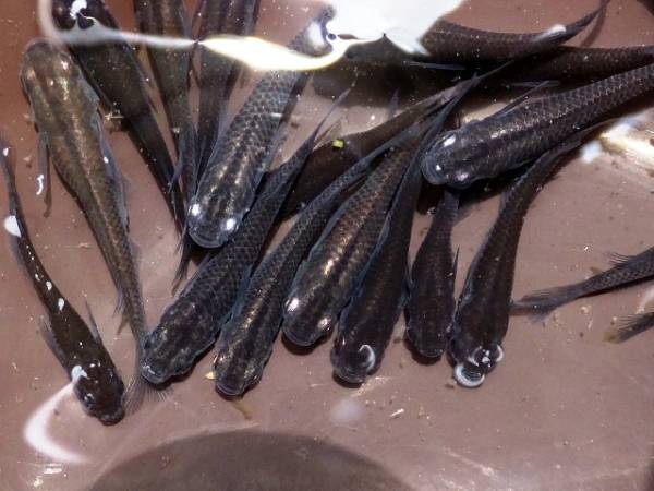 上物！【清水ブラック】２０匹　O1