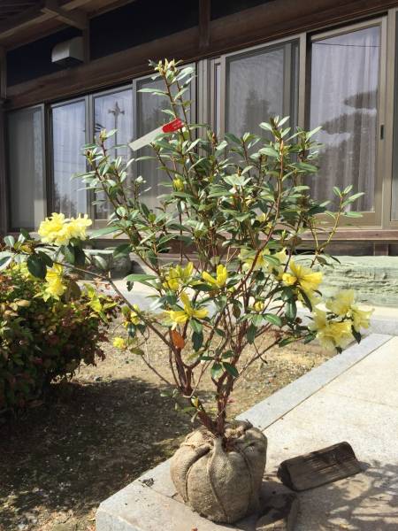 ■■即決！　黄花シャクナゲ　　**サフロンクイーン**　　Ｂ3　