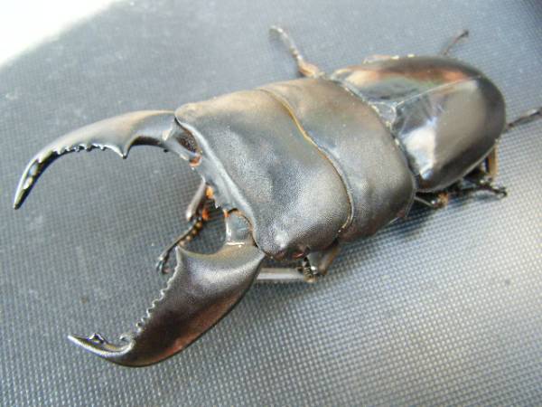 極太血統　スマトラヒラタトリオ新成虫　92.3×90×48.2　計３頭