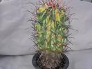 サボテン　神仙玉錦　W12cmH28cm　外径１６cmの鉢植え