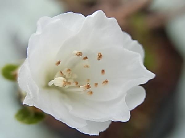 H1　白ダブル咲きミヤマキリシマツツジ　☆高山植物　山野草☆