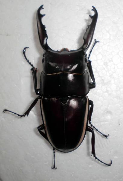 ウォレスノコギリクワガタ　新成虫♂70ミリ＋2♀♀