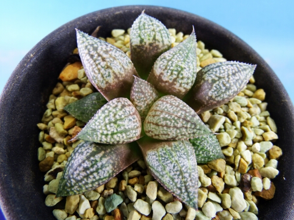 サボテン 多肉植物　55　ハオルチア　ピクタ　雪月花 (OZAWA)　