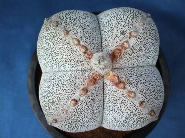 サボテン多肉植物　恩塚四角ランポー玉