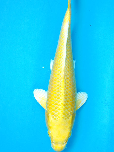 ■■■岡本錦鯉 6-110 山吹黄金 35cm2才メス