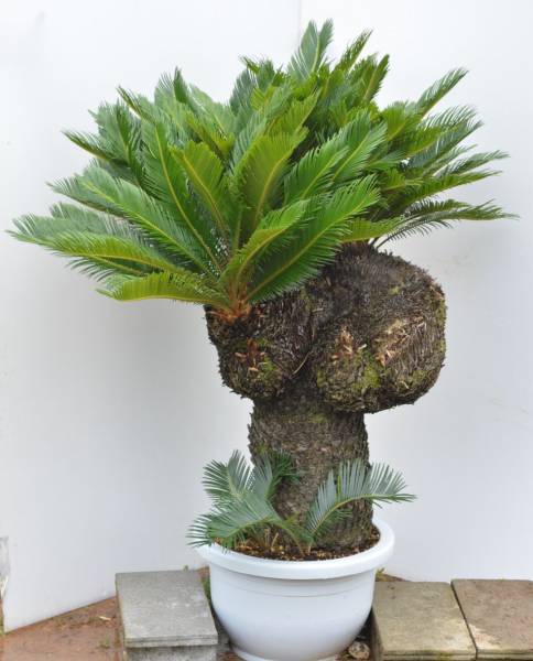 ソテツ Cycas レボルタ 斑入り獅子蘇鉄 H137cm 超貴重 観葉 庭木 Yahoo