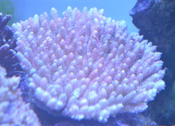 クシハダミドリイシ　テーブル珊瑚 《パラダイス パラダイス 》