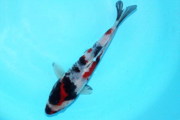 6G284◎27年産 大日系昭和三色10匹セット19～22cm ★新着★